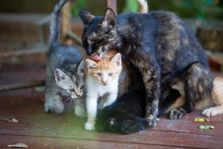 a mother cat grooms her kittens