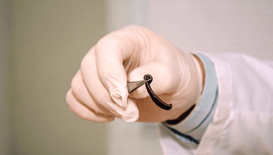 Iranian medical toad enters global markets for the first time